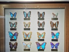 -上海昆虫博物馆