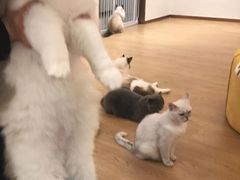 -1013 PET SHOP精品宠物商店(丁香店)