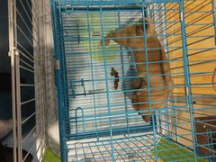 -龟与熊猫宠物公园(南坪店)