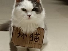 -怪兽屋·羊驼·猫咖·狗咖(俊华广场店)