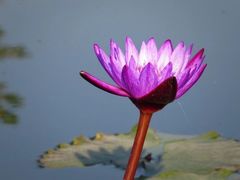 -上海植物园-4号门售票处