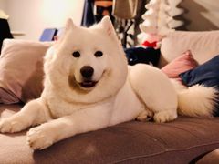 -PETKIT小佩宠物(古北店)