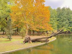 -上海共青森林公园