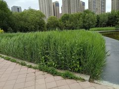 -长白岛森林公园