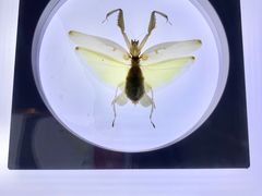 -上海昆虫博物馆