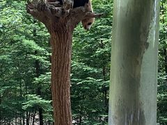 -都江堰中华大熊猫苑