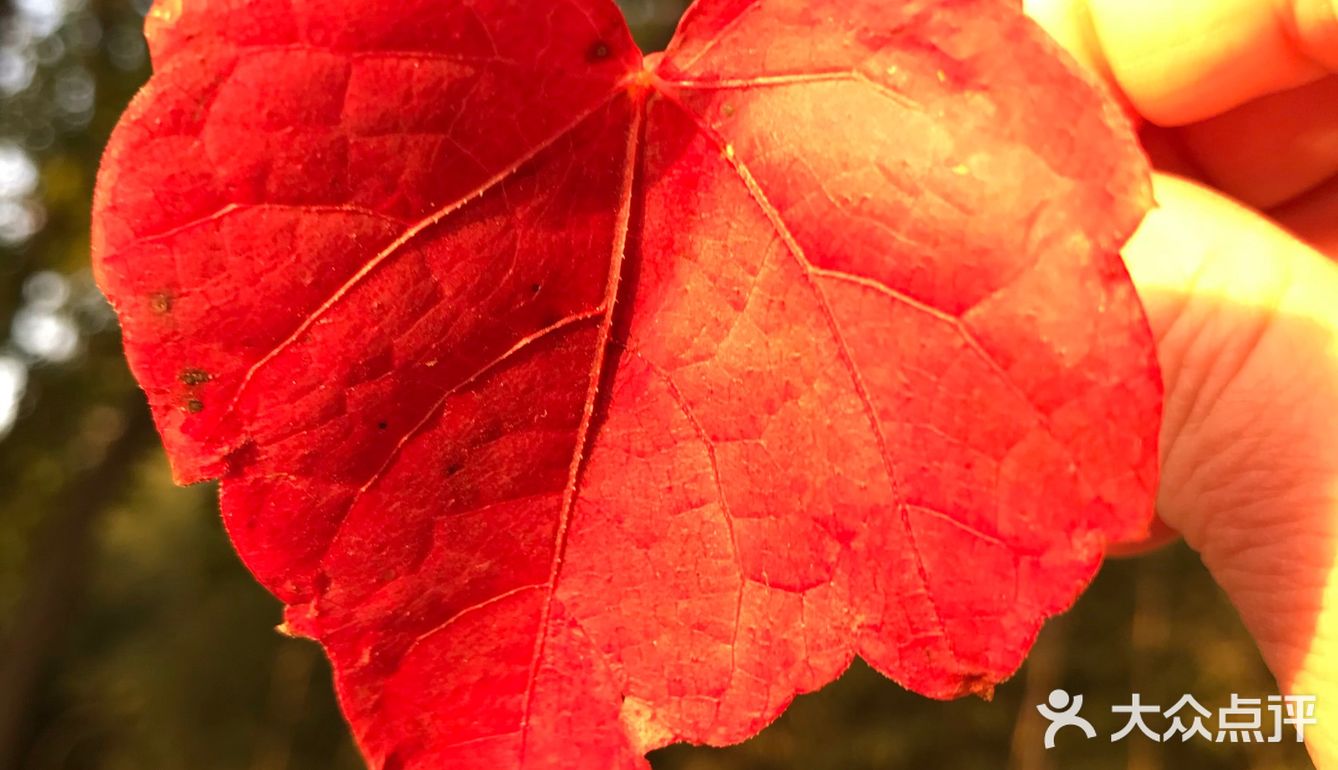 红叶🍁