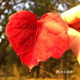 红叶🍁