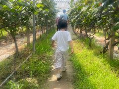 -马陆小张葡萄园农家乐