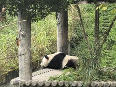 -中国大熊猫保护研究中心雅安碧峰峡基地