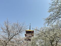 -东湖磨山景区樱花园-停车场