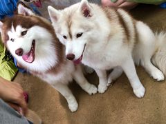 -TrueLove @ Neverland (Husky Cafe)