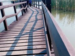-西青郊野公园