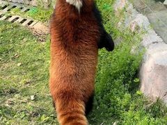 -灵玲国际马戏城