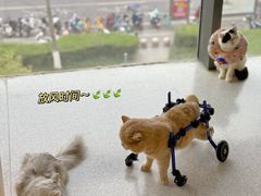-谐和贝康宠物医院24小时·宠保定点(急重症转诊中心)
