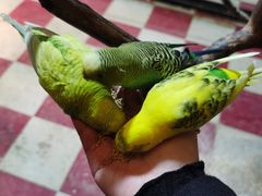 -上海大自然野生昆虫馆