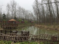 -合肥滨湖国家森林公园