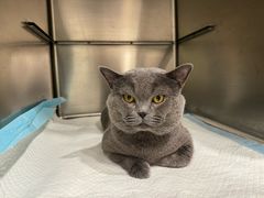 -艾吉宠物医院·疑难杂症转诊中心·猫友好(碧江路院)