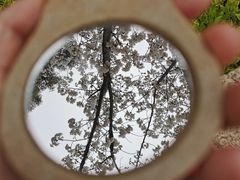 -高东镇樱花园