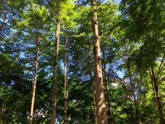 -莲花山公园