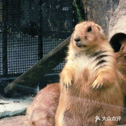 萌宠来袭啦