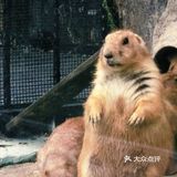 萌宠来袭啦