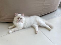 -怪兽屋·羊驼·猫咖·狗咖(俊华广场店)