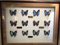 -上海昆虫博物馆