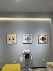 体验前-洗脸猫·洗脸吧