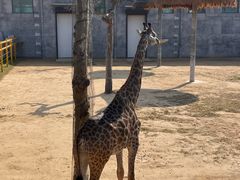 -西霞口神雕山野生动物世界