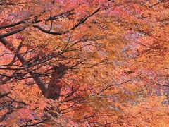 -秋霞圃