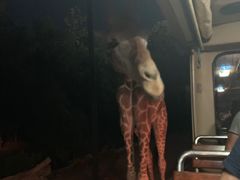 -清迈夜间动物园