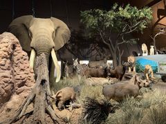 -贝林大翅鲸简餐厅(国家海洋博物馆店)