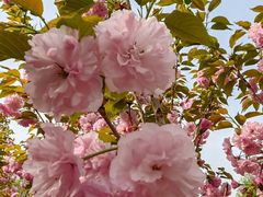 -长白岛森林公园