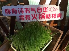 鲜活豌豆苗-番食园鲜食火锅(高新店)