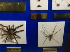 -上海昆虫博物馆