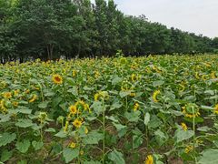 -长白岛森林公园