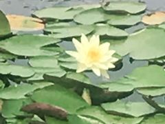 -绿堤公园