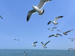 -宾朋海鲜特色美食餐厅·纯手工鲅鱼水饺(兴海路店)