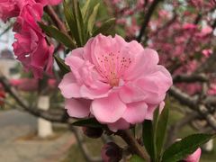-莲花池公园