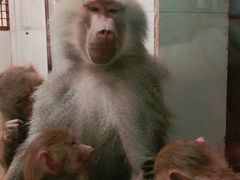 -西安秦岭野生动物园