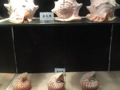 -广东惠东海龟国家级自然保护区