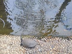 -广东惠东海龟国家级自然保护区