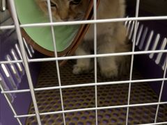 -瑞派康怡24h宠物医院·犬猫医疗中心·微创绝育(瑞景分院)
