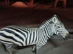 -清迈夜间动物园