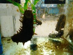 -富临港·蒸汽海鲜·手抓海鲜·炒菜(栈桥店)