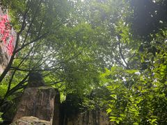 -铁山坪森林公园