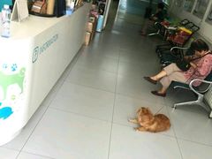 -北京观赏动物医院·24小时大型综合·猫专科·异宠专科