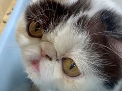 -屋虎猫馆(宝安大仟里店)
