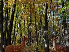 -五女峰国家森林公园